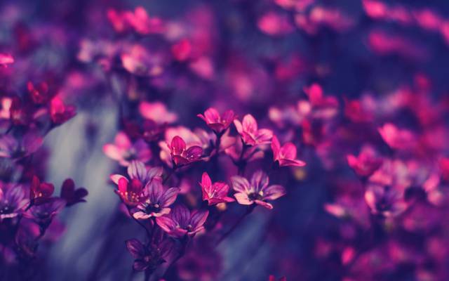 粉红色和紫色petaled花朵高清壁纸