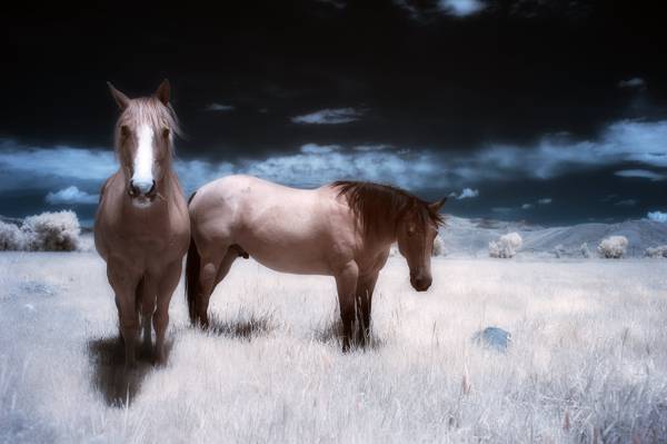 两匹棕色的马在草地上打开场高清壁纸