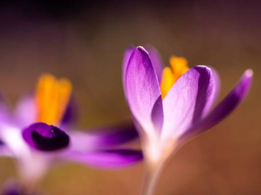 选择性的重点照片的紫色的花朵高清壁纸