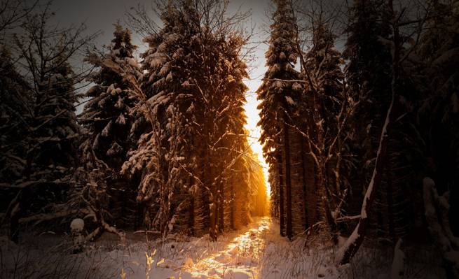早上,雪,森林,自然