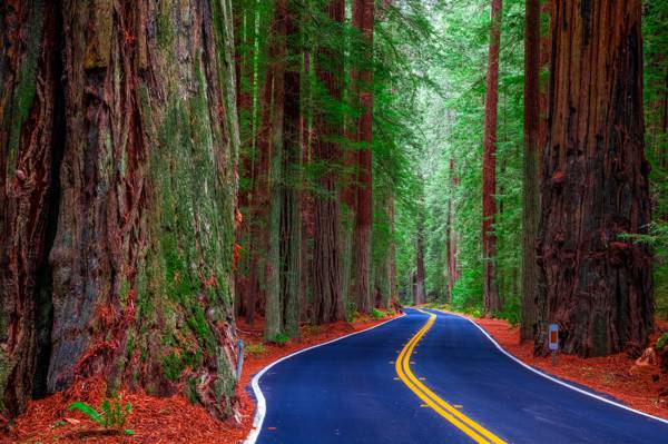 森林,加利福尼亚州,红木州立公园,树木,美国,道路