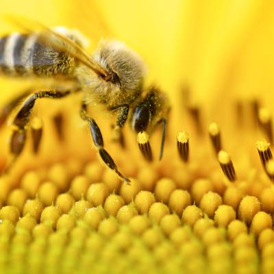蜂蜜蜂上黄色的花朵高清壁纸