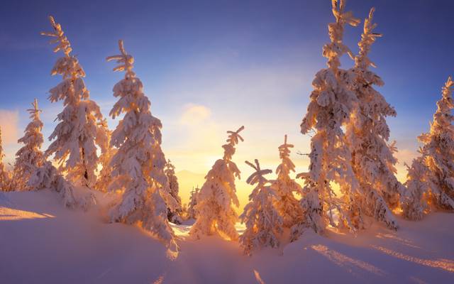 天空,蓝色,家庭,顶部,霜,雪,光线,阳光,树枝,圣诞树,...