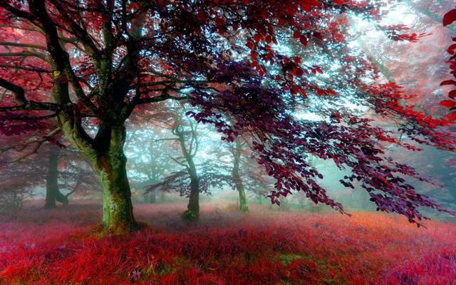 草,森林,树,雾,秋天,FOLIAGE,颜色