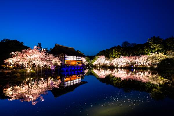 反射,自然,树,日本,京都,傍晚,水,樱花,景观,花园,平安神宫
