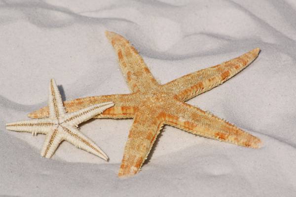 棕色和白色星鱼白色沙滩上高清壁纸