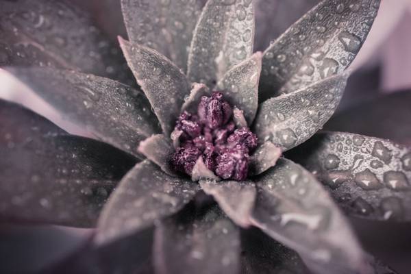 宏观摄影的灰色和紫色叶植物高清壁纸