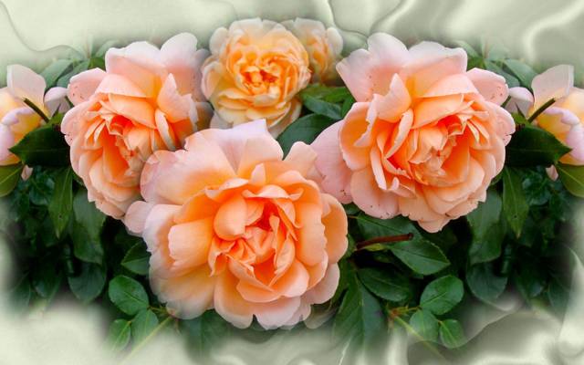 和谐,玫瑰,美丽,夏天,优雅,漂亮,玫瑰,花束,美女,玫瑰,花,玫瑰,自然,酷,美丽,.​​..