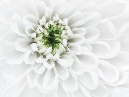关闭白色petaled花HD wallpaper的摄影