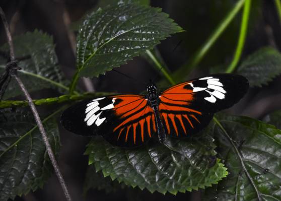 橙色和黑色蝴蝶绿叶植物,马德拉岛高清壁纸