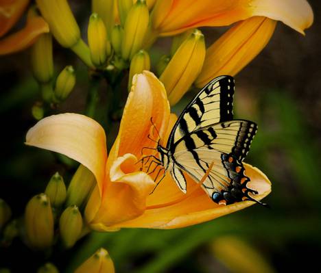 东部老虎燕尾蝴蝶栖息在黄色的花朵高清壁纸