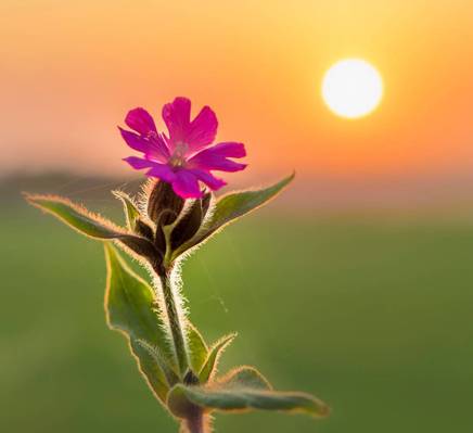 日出,英国高清壁纸粉红锦葵花的选择性焦点照片