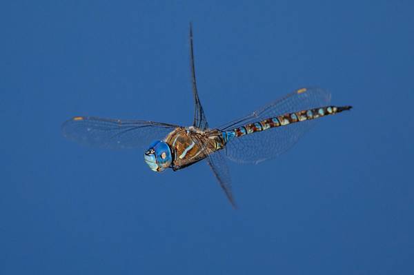 蜻蜓,昆虫,翅膀,蓝眼睛达纳,Rhionaeshna多色