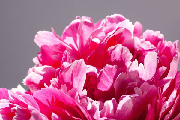 粉色的花朵高清壁纸