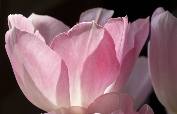 粉红色的玉兰花,郁金香高清壁纸特写照片