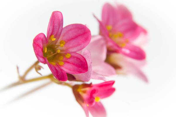 粉红色的小苍兰花在特写镜头摄影高清壁纸