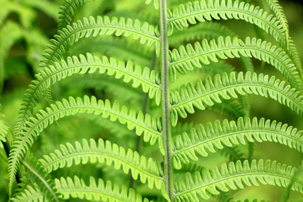 蕨叶植物高清壁纸的选择性焦点摄影