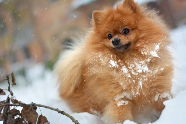 狗,冬天,叶子,棍子,红色,蓬松,毛茸茸的,秋天,斯皮茨,橙色,snowdrift,干树枝,德国...