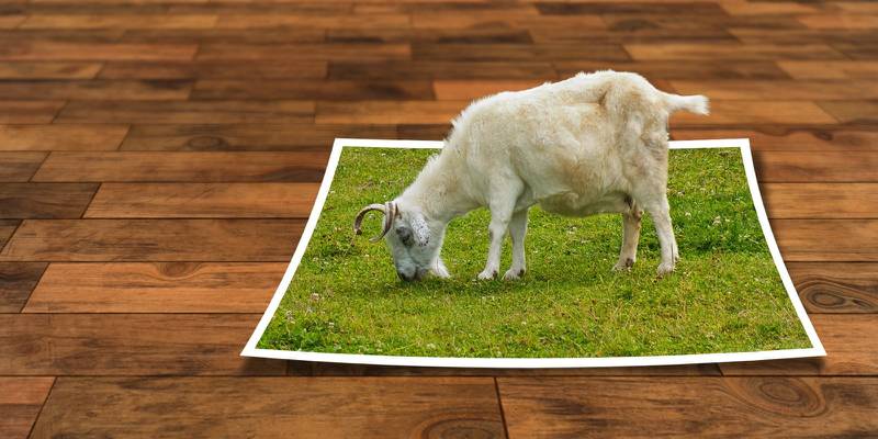 绿草照片上的白羊高清壁纸