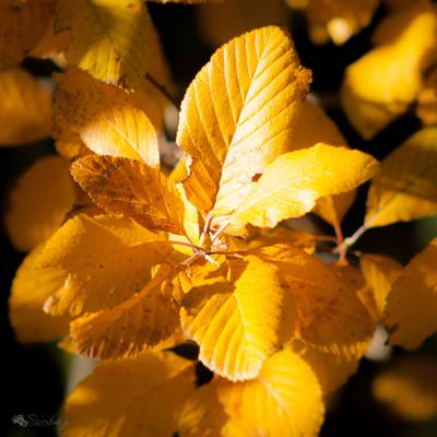 黄色的叶子高清壁纸