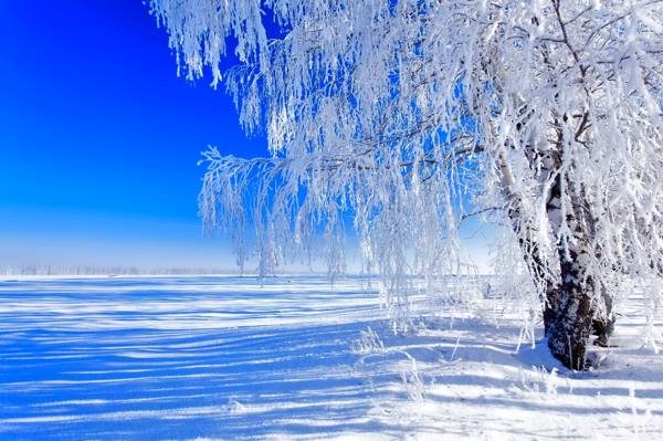 树,田野,天空,雪,冬天