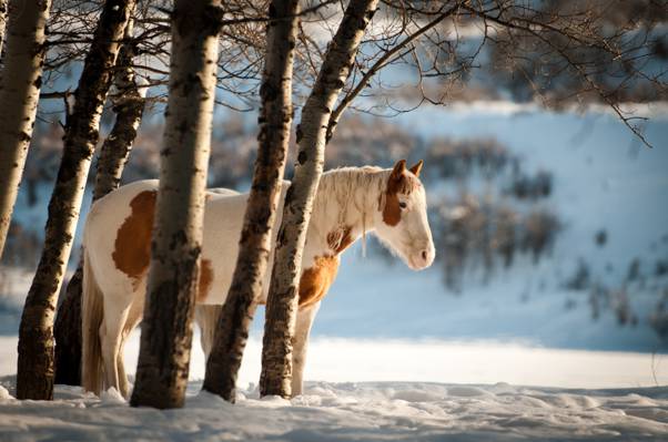 马躲在白雪皑皑的土地上的枯树高清壁纸