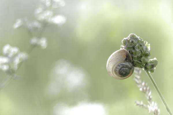 蜗牛选择性焦点摄影在绿色pallled花HD墙纸的