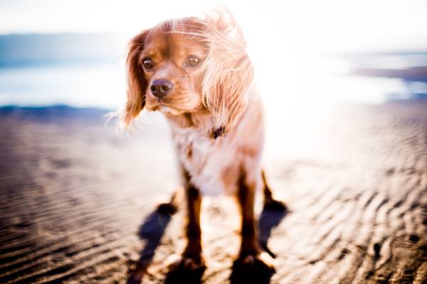 浅焦点摄影的棕色长涂小狗高清壁纸