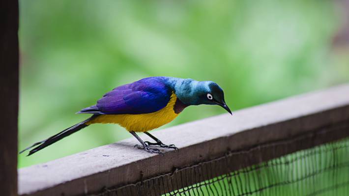 紫色,黄色和蓝色的鸟高清壁纸