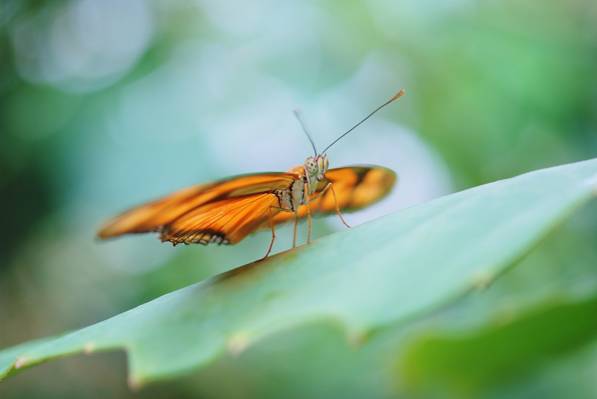 多丽丝Longwing蝴蝶栖息在绿叶微距摄影高清壁纸