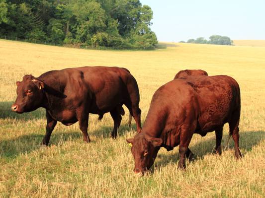 三个棕色的牛在草地上高清壁纸