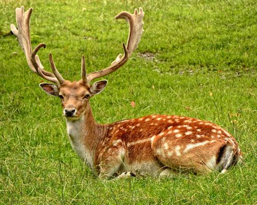 草地上的棕色鹿摄影高清壁纸