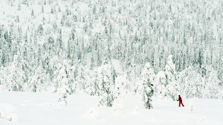 针,服装,已粉,红,冬,滑雪,雪撬,滑雪,白色,树木,森林