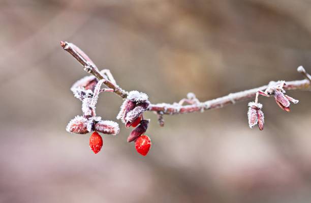 下雪的红色的水果树高清壁纸的选择性照片