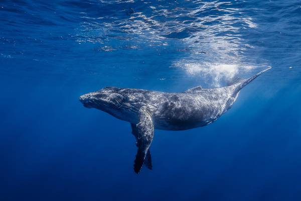 水,光,留尼旺水下摄影,长臂鲸,座头鲸,Gorbach,海洋