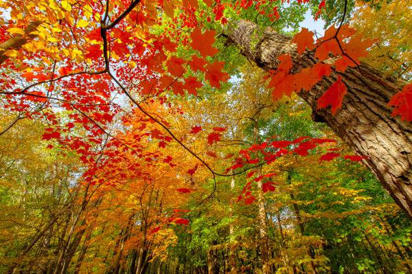叶子,油漆,性质,分支机构,秋季,森林