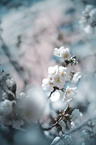 洁白的樱花
