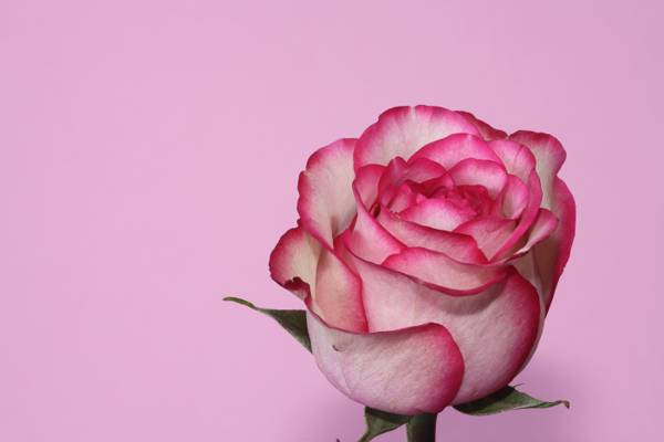白色和粉红色的玫瑰高清壁纸