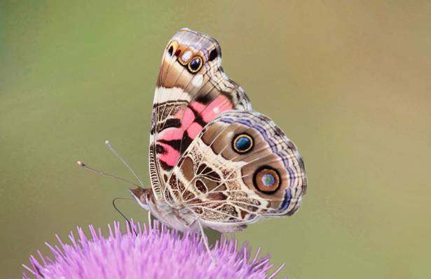 棕色的宏观摄影发现蝴蝶栖息在紫色的花,美国太太高清壁纸
