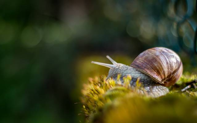 褐色的蜗牛高清壁纸的选择性焦点摄影