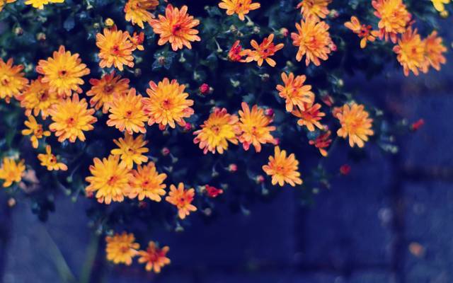 散景,水滴,鲜花,橙色,黄色