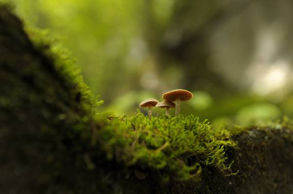 棕色蘑菇与绿草宏摄影高清壁纸