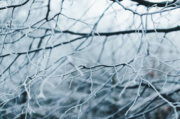 冰冻的树枝高清壁纸的特写镜头