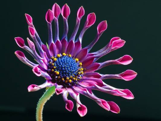 紫色花瓣浅的重点摄影花卉高清壁纸