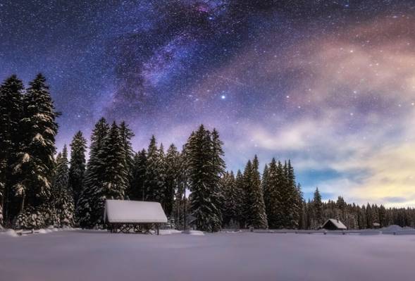 晚上,下雪,冬天,天空,星星,森林