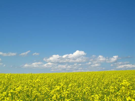 黄色油菜花场下白云蓝蓝的天空高清壁纸