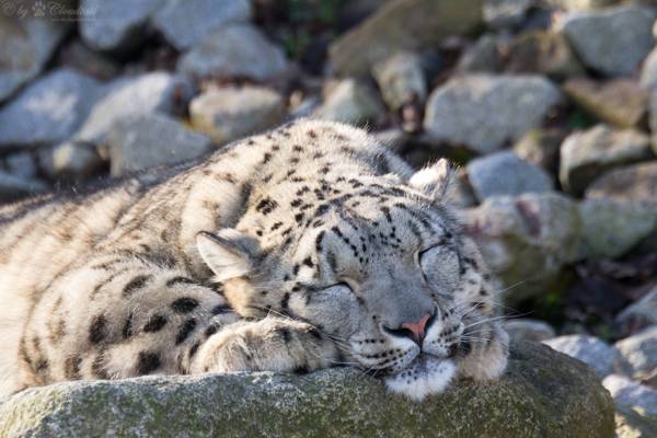 猫,逗留,IRBIS,睡觉,雪豹,睡觉,石头