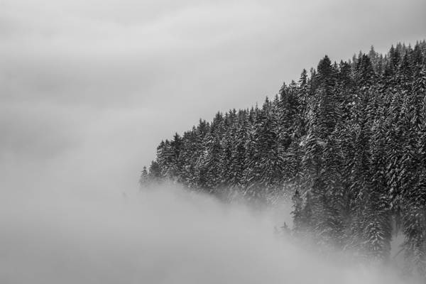 灰度和风景树的照片在有雾的设置HD墙纸的