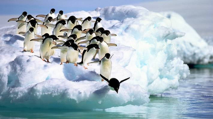 企鹅,水,雪