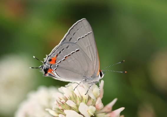 灰色和橙色蝴蝶的选择性的摄影在白色白花期间,灰色hairstreak HD墙纸的petaled花